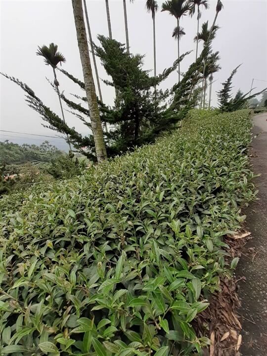 
相片來源：瑞里山間茶墅民宿