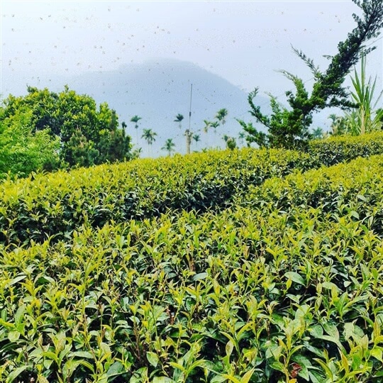 
相片來源：瑞里山間茶墅民宿