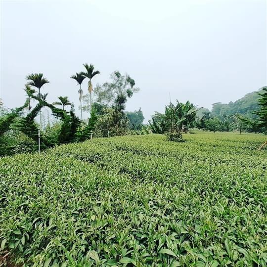 
相片來源：瑞里山間茶墅民宿