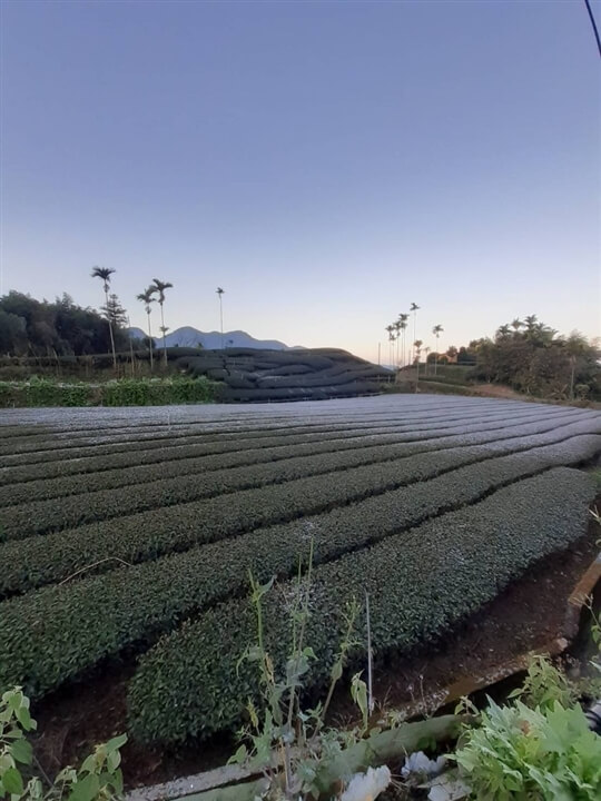 
相片來源：瑞里山間茶墅民宿