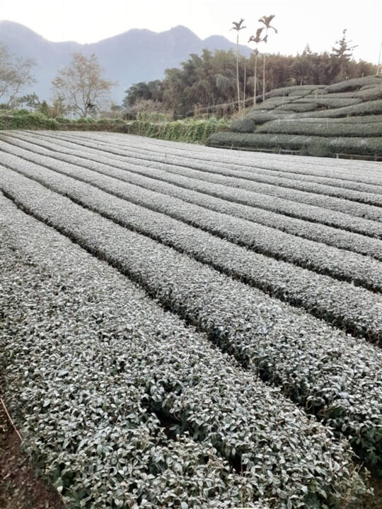 
相片來源：瑞里山間茶墅民宿