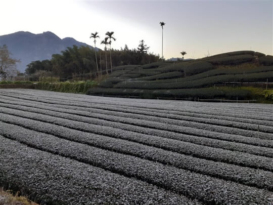 
相片來源：瑞里山間茶墅民宿