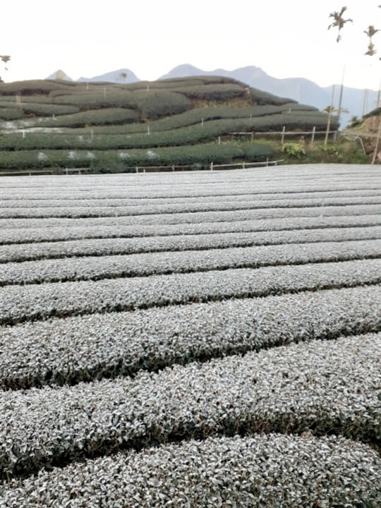 
相片來源：瑞里山間茶墅民宿