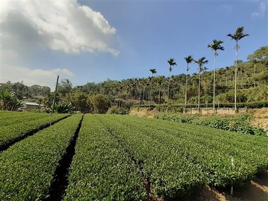 
相片來源：瑞里山間茶墅民宿