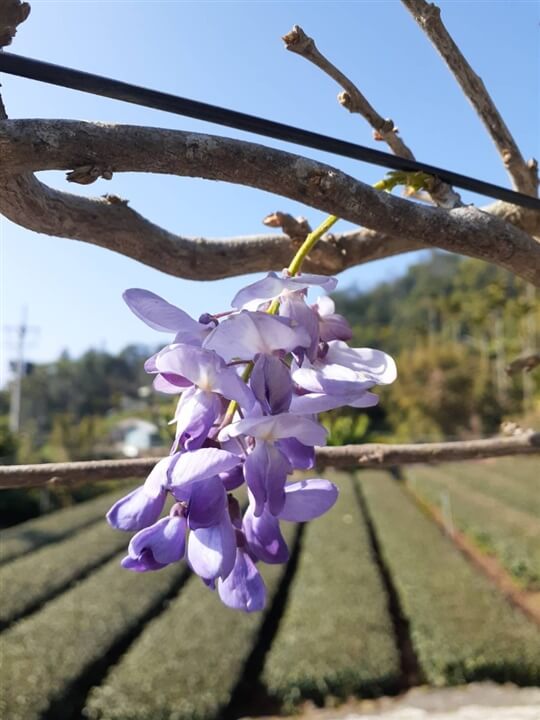 
相片來源：瑞里山間茶墅民宿