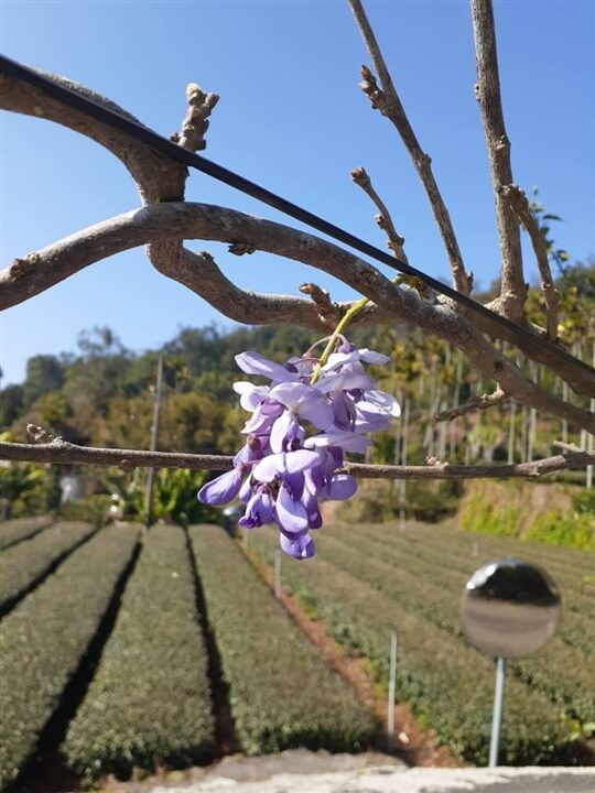 
相片來源：瑞里山間茶墅民宿