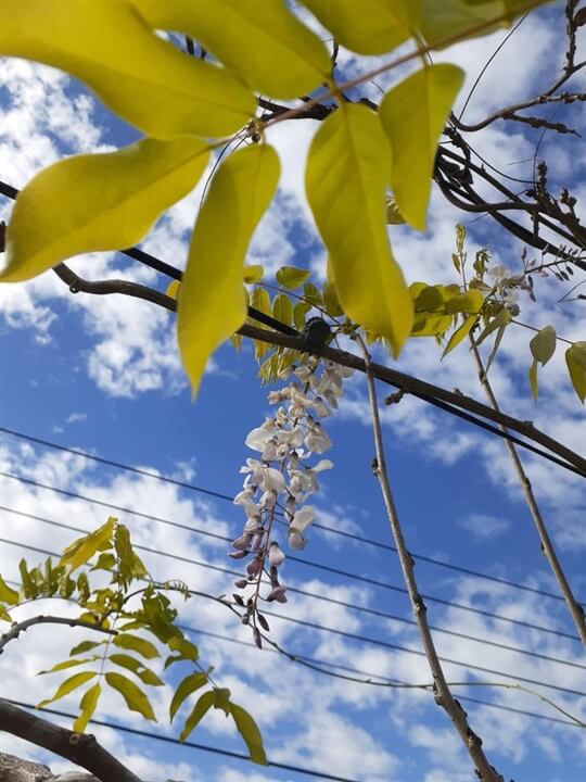 
相片來源：瑞里山間茶墅民宿