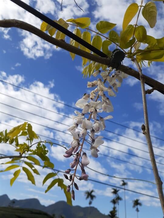 
相片來源：瑞里山間茶墅民宿