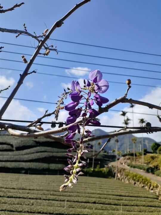 
相片來源：瑞里山間茶墅民宿