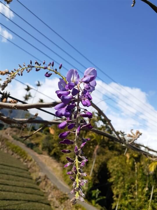 
相片來源：瑞里山間茶墅民宿