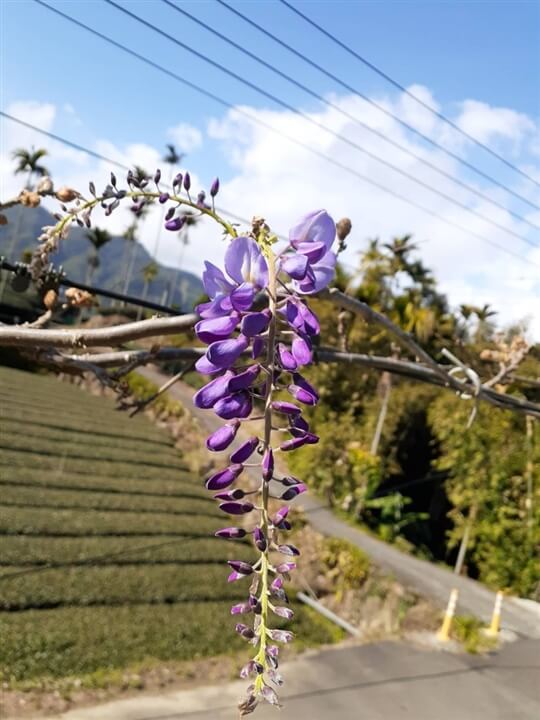 
相片來源：瑞里山間茶墅民宿