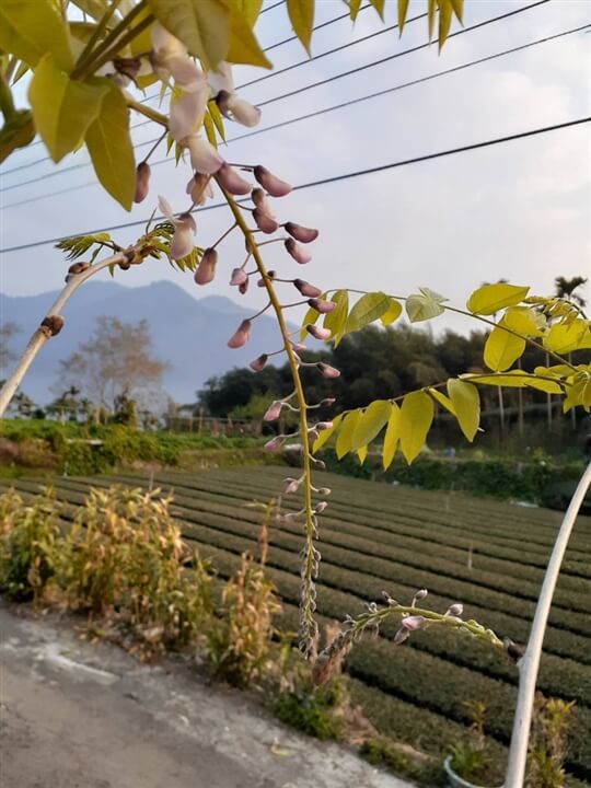 
相片來源：瑞里山間茶墅民宿