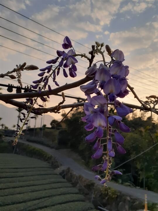 
相片來源：瑞里山間茶墅民宿