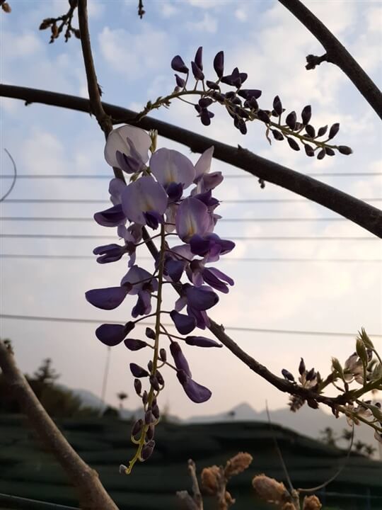 
相片來源：瑞里山間茶墅民宿