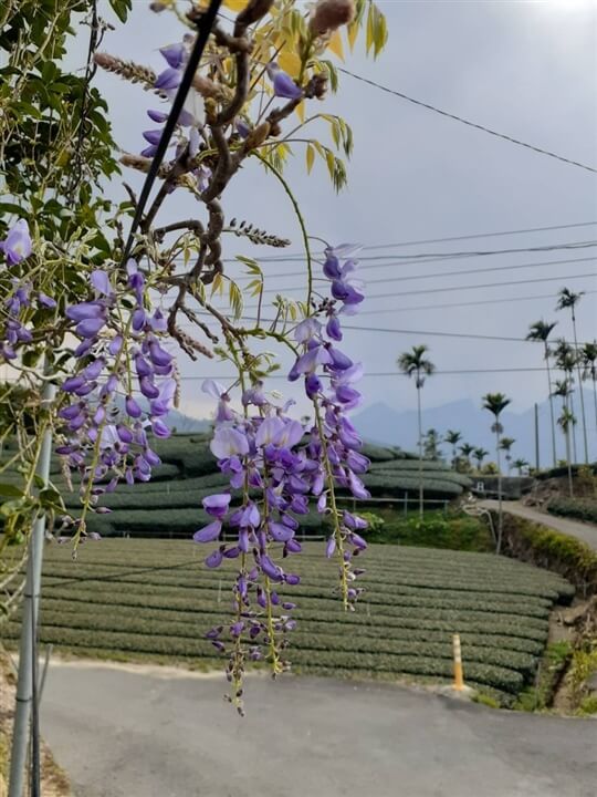 
相片來源：瑞里山間茶墅民宿