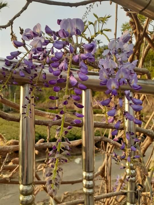 
相片來源：瑞里山間茶墅民宿