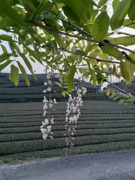 
相片來源：瑞里山間茶墅民宿