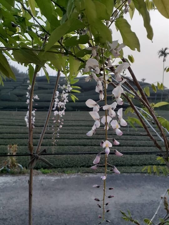 
相片來源：瑞里山間茶墅民宿