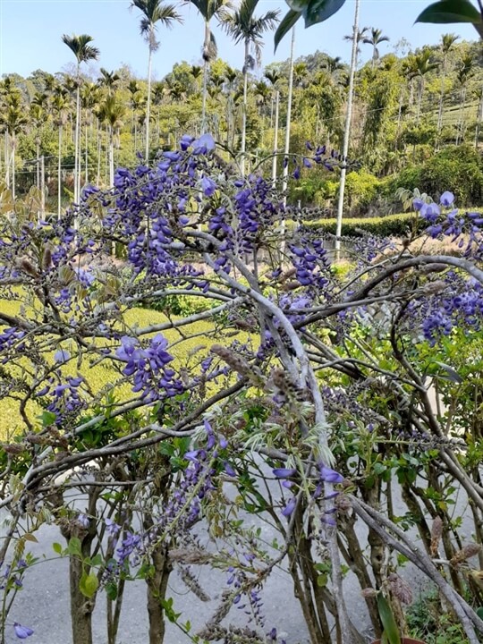 
相片來源：瑞里山間茶墅民宿