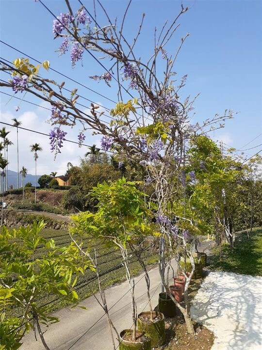 
相片來源：瑞里山間茶墅民宿