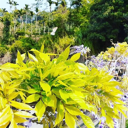 
相片來源：瑞里山間茶墅民宿