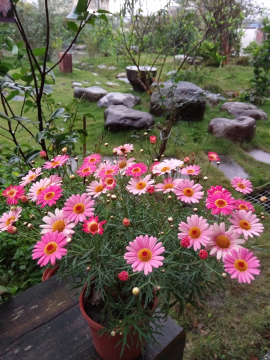 春天的花園
相片來源：宜蘭蜻蜓雅茿庭園民宿