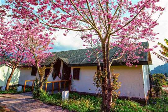 「苗栗泰安住宿-印象泰雅渡假民宿」最新網站上線囉～