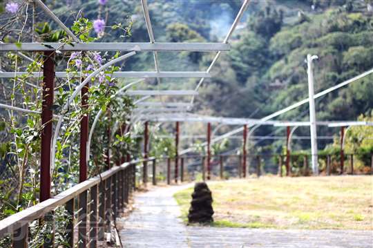 阿里山老村長露營區