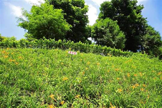 明巧梢楠森林浴｜露營｜烤肉