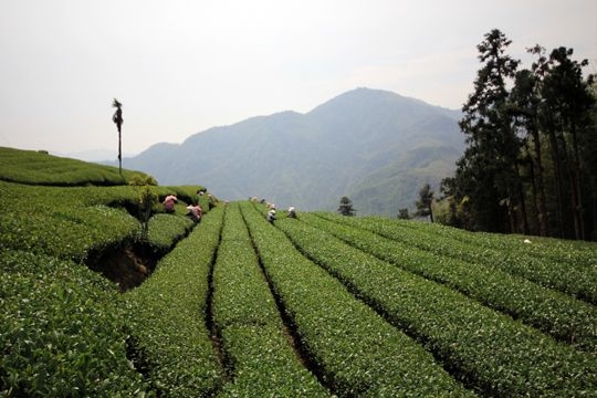 保記茶工房 鹿谷茶葉 鹿谷高山茶 鹿谷比賽茶 杉林溪茶葉 阿里山茶葉 宅配免運費歡迎選購 集集保記茶工房民宿南投優惠玩全台灣旅遊網