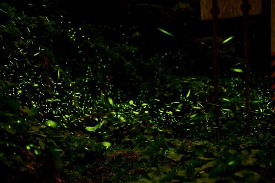 溪頭鋐洋民宿.溪頭住宿