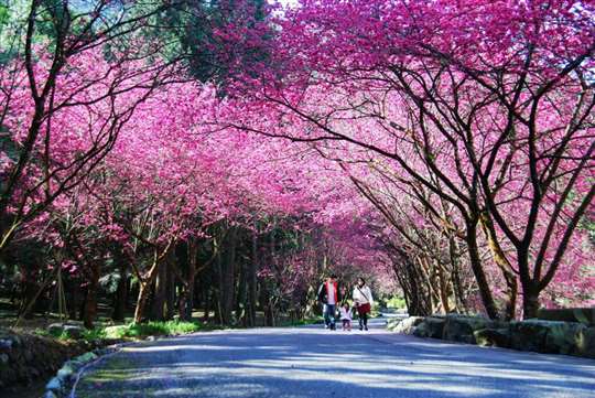 九族稻香亭民宿