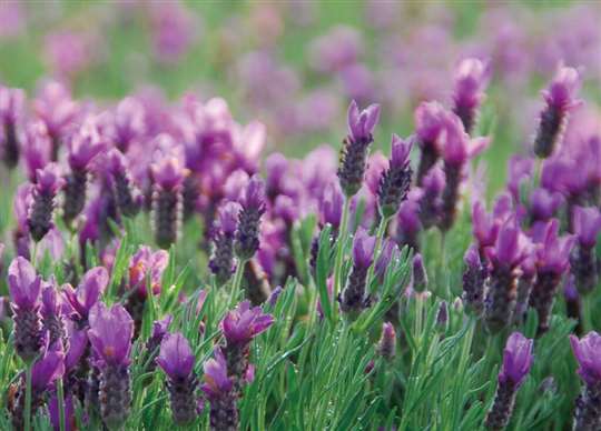 九族稻香亭民宿