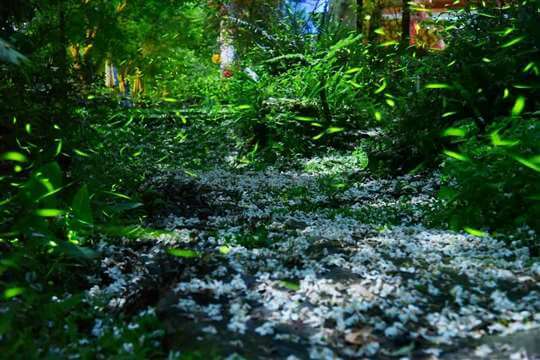 苗栗大湖民宿楓葉地圖