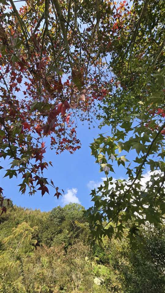 苗栗大湖民宿楓葉地圖