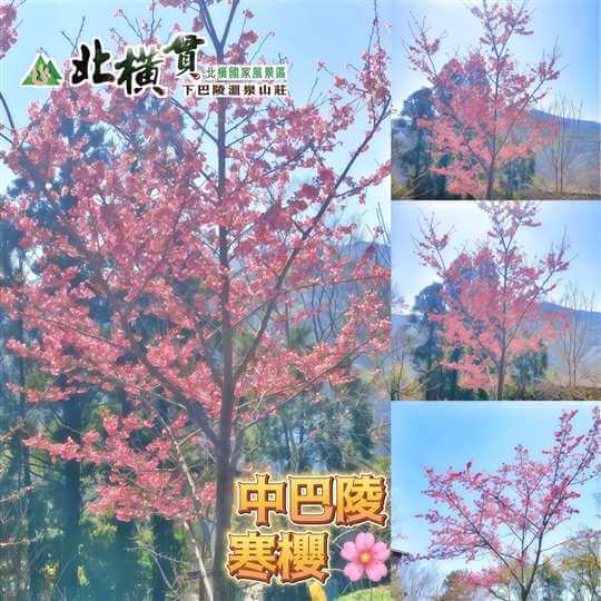 北橫國家風景區·♨️北橫貫下巴陵溫泉山莊