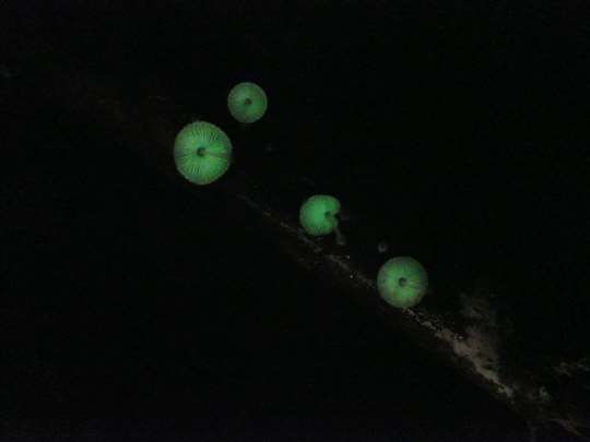  夏季主打『螢光菇菇』免費夜間生態導覽