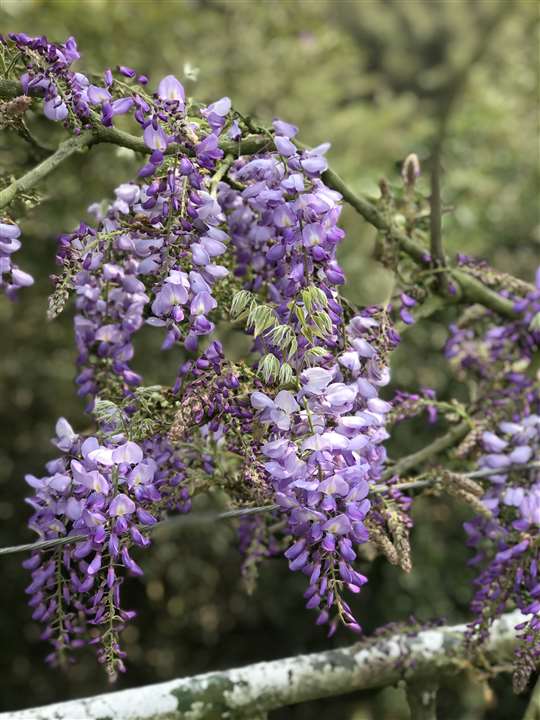 瑞里紫色山城-三月限定紫藤花季