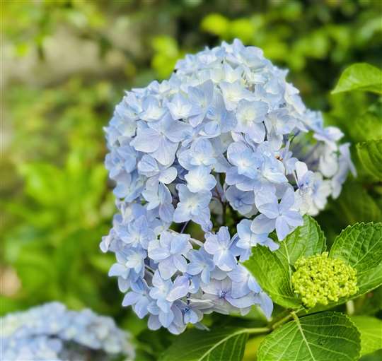 杉林溪林溪民宿渡假木屋