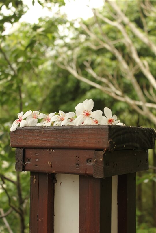 四月螢火舞桐花 五月雪紛飛 螢火蟲生態課程