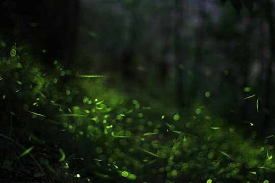 四月螢火舞桐花 五月雪紛飛 螢火蟲生態課程