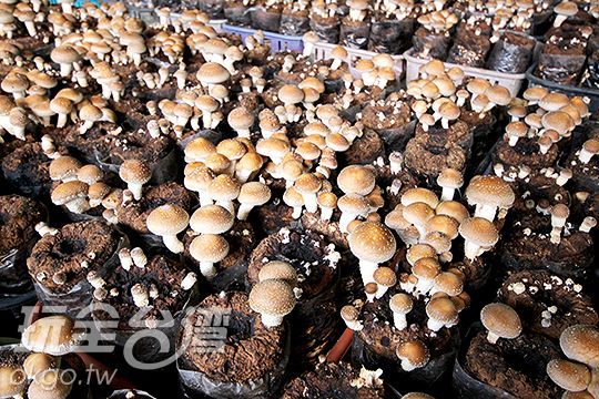 阿靜香菇保證新鮮 要買要快 我們有 產履認證 唷 您可安心食用 埔里阿靜香菇農場南投優惠玩全台灣旅遊網