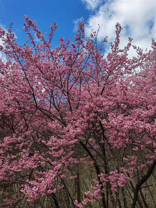 宜蘭包車自由行～小吳旅遊車隊