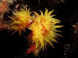 綠島海葵珊瑚