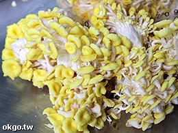 國賢菇類農場-珊瑚菇