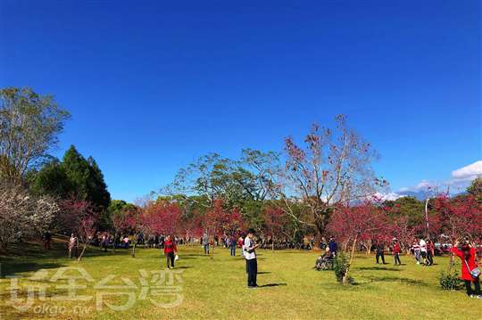 暨南大學櫻花祭