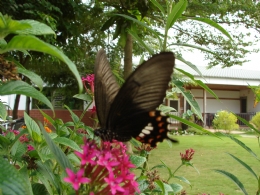 三叔公的家民宿-庭院花叢中訪花的蝴蝶