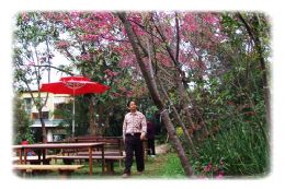 樹之王花園餐廳浪漫雅座