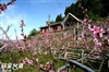 拉拉山民宿-水蜜桃果園採果住宿資訊-桃花源農莊