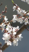 廬山馬赫坡森林露營區・露營